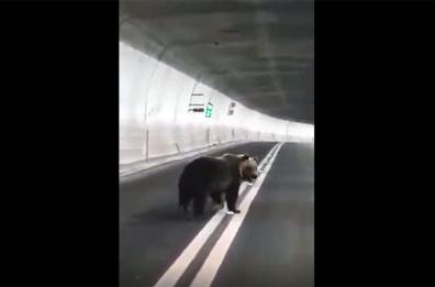 Orso in galleria Forca Canapine tra Ascoli Piceno e Norcia VIDEO