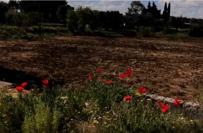 Storie a Mezzogiorno, Lamia Santolina: una perla della natura nel Brindisino