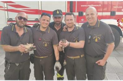 Torchiarolo: due gattini intrappolati nel pluviale, li salvano i pompieri