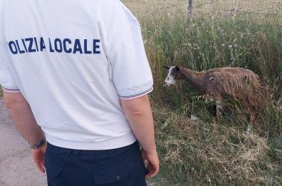Foggia, furgone investe capretta in via San Severo: sopravvissuta 