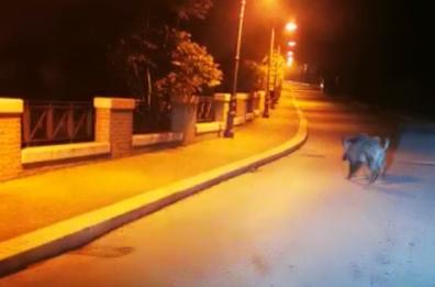 Serracapriola, grosso cinghiale passeggia indisturbato per strada accanto alle auto