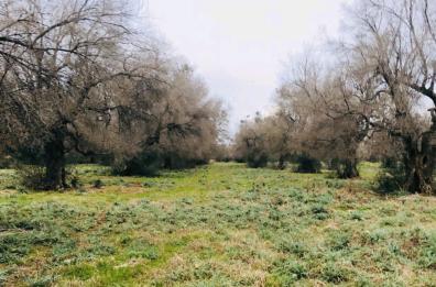 «Save the olives», obiettivo da raggiungere al più presto contro la Xylella