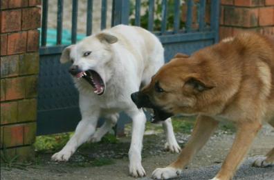 Zuffa tra due cani a Surbo, una delle proprietarie azzannata alla mano