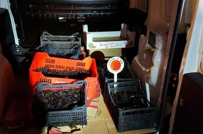 Bari, sequestrate sette casse di ricci in ammollo al molo di San Nicola