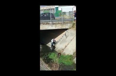 Nardò, la cagnolina è nel canale: Giango lascia i padroni e va in suo aiuto