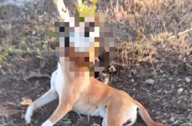 Cane abbandonato in campagna a Bitritto, muore impiccato a un albero