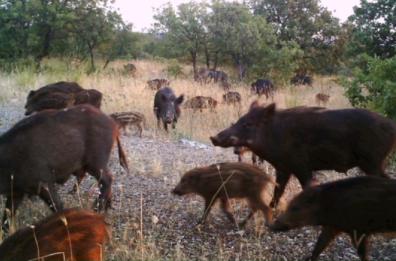 Raid di cinghiali nei campi, è allarme: «Agricoltori pugliesi allo stremo»
