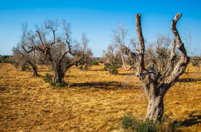 Conferenza Stato-Regioni, alla Puglia finanziamento per la rigenerazione olivicola