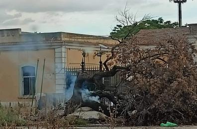 Acquazzone a Foggia, fulmine colpisce un albero e lo sradica 