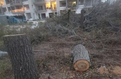 Bari: nove alberi tagliati a Japigia per far posto ad un parco