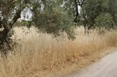 Andria:  il caso «Azienda Papparicotta» tra abbandono e responsabilità
