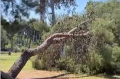 Bari, il vento abbatte gli alberi: chiusa la pineta San Francesco