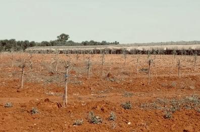 Puglia, lotta tecnologica a desertificazione e siccità