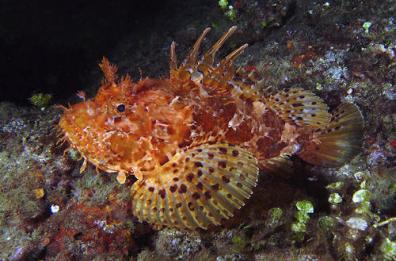 Pericoli in mare: massima allerta per i pesciolini velenosi