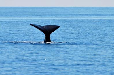 Quattro capodogli avvistati a Taranto, così inizia la stagione del mare