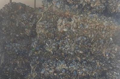 Taranto, cozze mal conservate e lavoro nero: scattano denunce e sanzioni