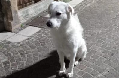 Celle di San Vito, comune di 140 abitanti e 100 cani censiti