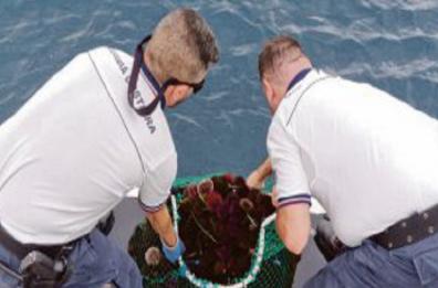Da Mola a Polignano, Sos pesca di frodo: i ricci sono a rischio 