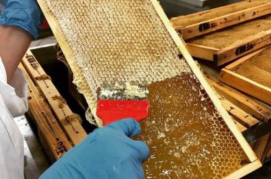 Il miele di Acquaviva sale sul tetto d'Europa: premiato l'apicoltore Gargano