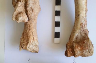 Puglia preistorica: in una grotta di Fasano viveva l'Uomo di Neanderthal 