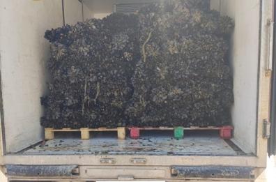 Cozze allevate in mare con diossina, sequestrate due tonnellate a Taranto