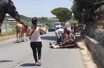 Matera, cavallo stramazza al suolo per il grande caldo