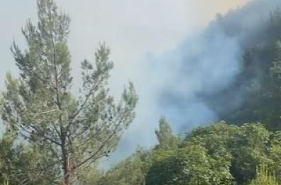 Incendio nel Foggiano, figlioletto sindaco: «Muoiono le farfalle?»