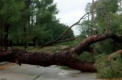 Tromba d'aria nel Barese, 4 alberi divelti e chiusa la sp Castellana-Polignano