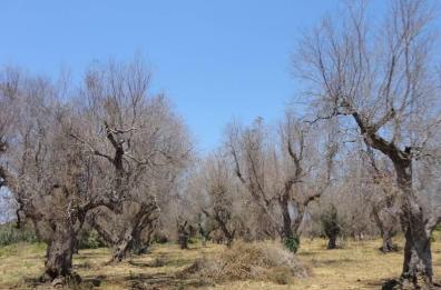 Xylella, casi di Polignano portano più a nord il limite della Puglia