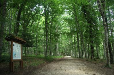 Siccità, l'Ente Parco Nazionale del Gargano chiede stato di calamità