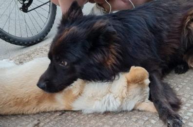 L'amicizia tra due cani di quartiere a Conversano distrutta da un'auto pirata che ne investe uno ammazzandolo
