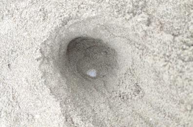 Torre San Giovanni, trovato il primo nido di tartarughe marine della stagione