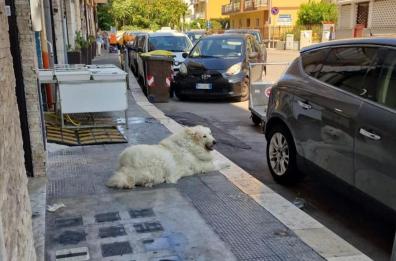 Bari, San Girolamo piange la morte di Henry, cane di quartiere