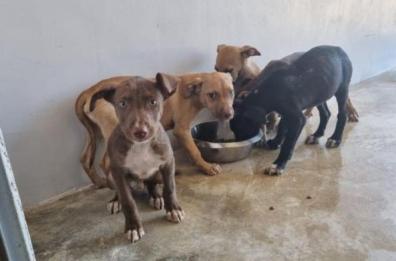 Troppi cani abbandonati, il canile sanitario di Bari scoppia: «Non ce la facciamo più. Noi molliamo»