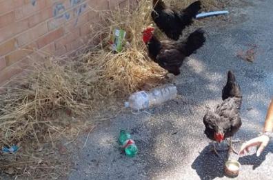 Foggia, galline legate e gettate in un cassonetto: salvate da un passante