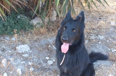 Lecce, il padrone è finito in carcere e il suo cane resta solo: l'appello