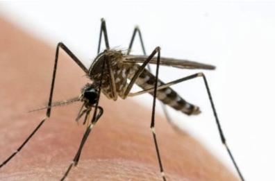 A Trani c'è un caso di infezione da virus West Nile: è il secondo in Puglia