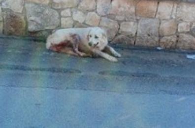Cisternino, sparano a cane in mezzo alla strada: inutili i soccorsi dell'Enpa