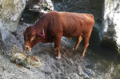 Matera, toro precipita in una gravina: salvato dai vigili del fuoco