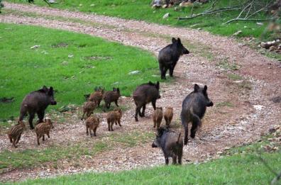 Poggiorsini, incidente d’auto con un cinghiale: «Spetta alla Regione risarcire il danno»