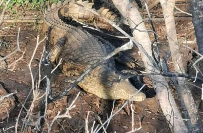 Brindisi, shock in campagna: uomo faccia a faccia con un coccodrillo