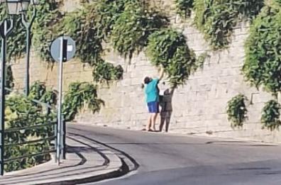 Le mura di Ostuni invase dai capperi: la gente si ferma a raccoglierli