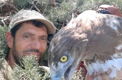 L’aquila dei serpenti vola nell’azzurro dei cieli lucani
