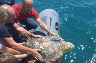 Tartarughe Marine, nuovo centro di recupero  a Manfredonia