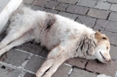 Orrore a San Giovanni Rotondo, ucciso il cane «amico» dei fedeli del convento
