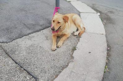 Foggia, cagnolina abbandonata legata al palo: salvata dai residenti del quartiere Candelaro