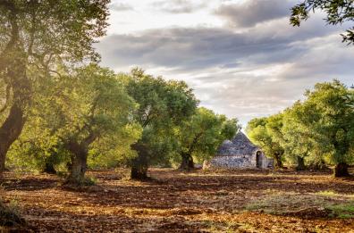 Siccità, paga l'olivicoltura in Puglia: -30% sulla produzione