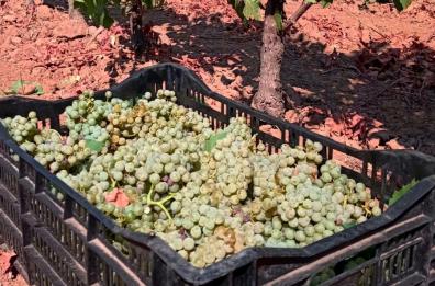 Salice Salentino: vendemmia, si parte, raccolti i primi grappoli
