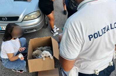 Foggia, 6 cuccioli di cane abbandonati vicino i cassonetti dei rifiuti