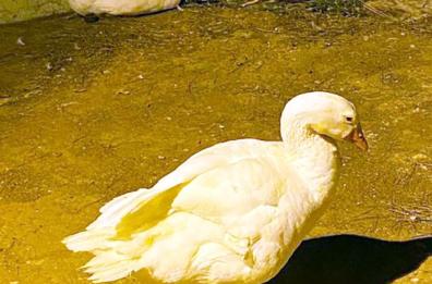 Taranto:  proteggere gli animali di Villa Peripato